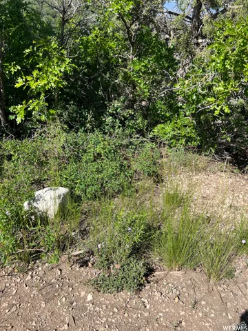 View of local wilderness