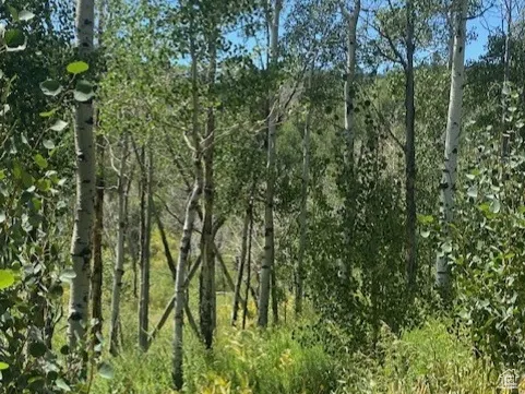 View of woods