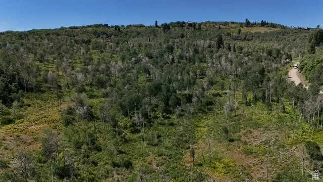 View of tree filled area
