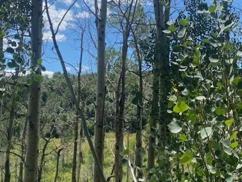 View of tree filled area