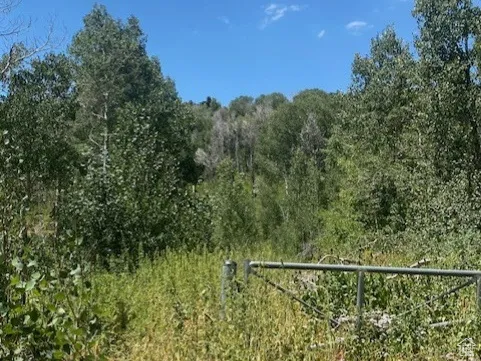 View of wooded area