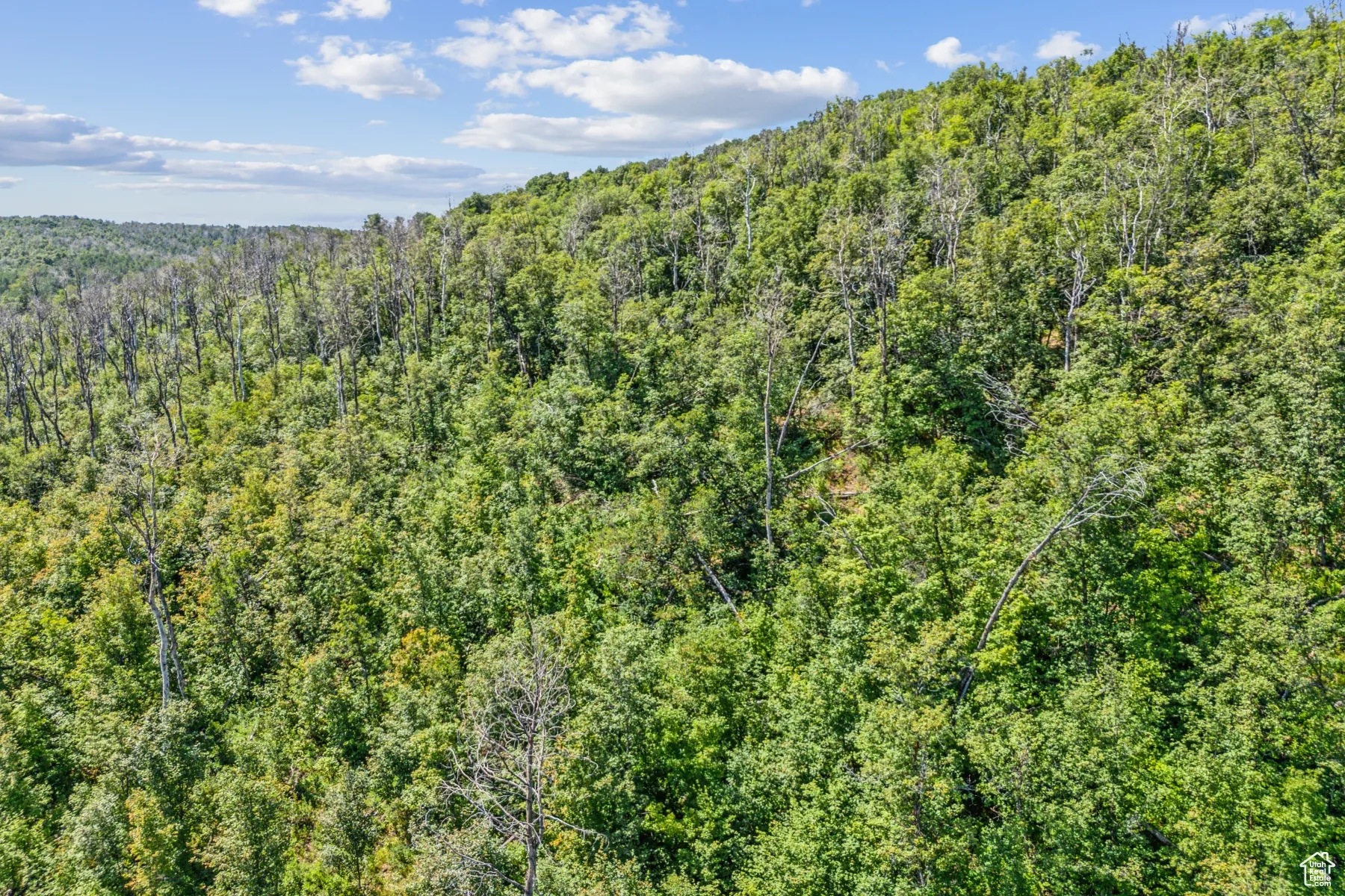 Bird's eye view of a heavily wooded area