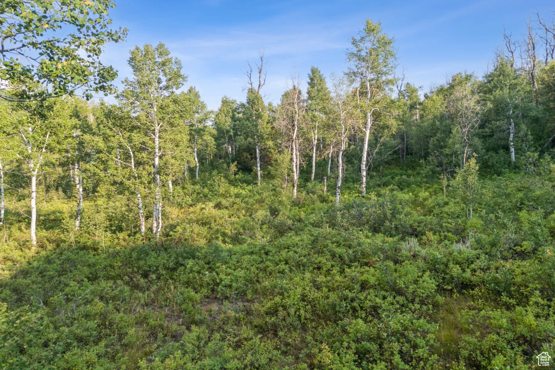 View of tree filled area