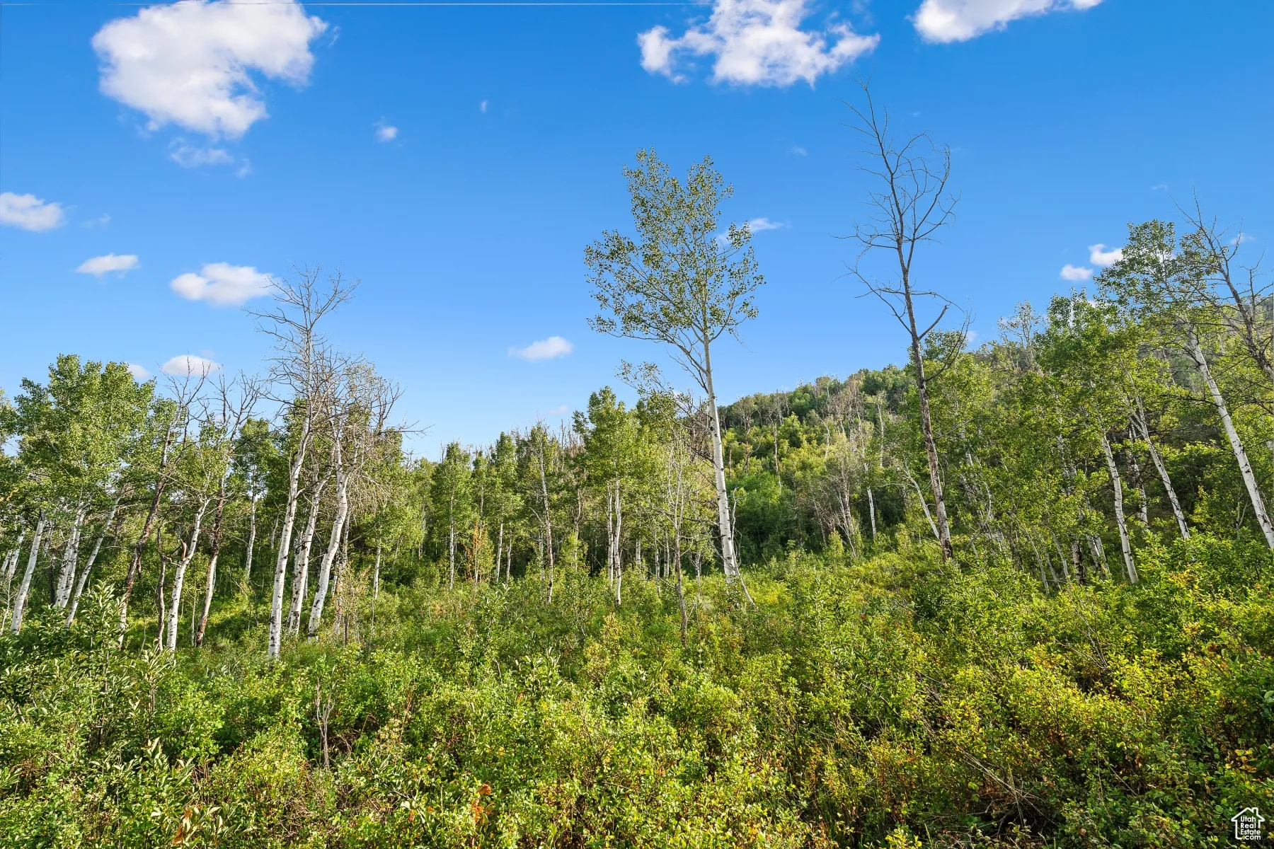 View of tree filled area