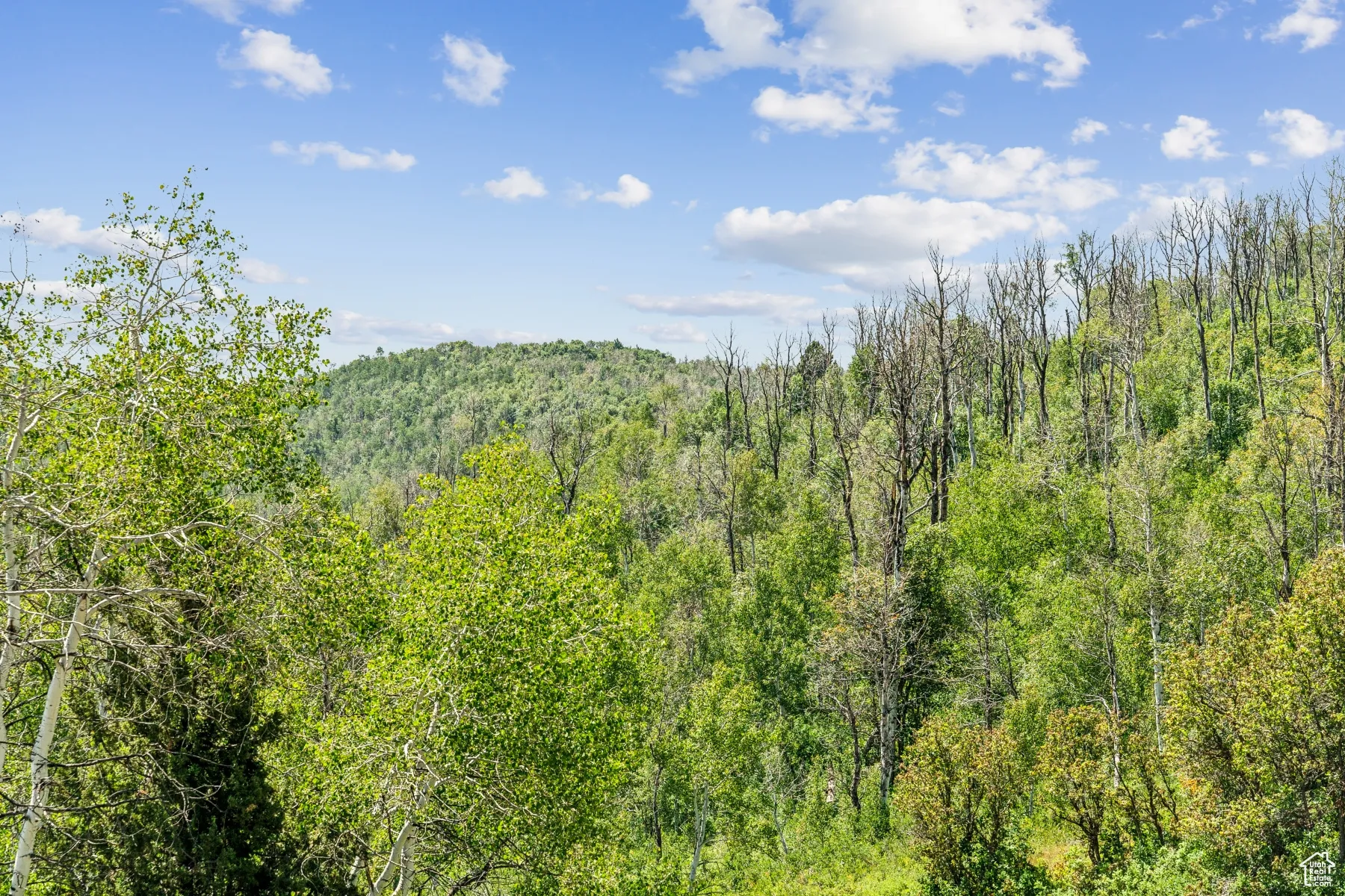 View of tree filled area
