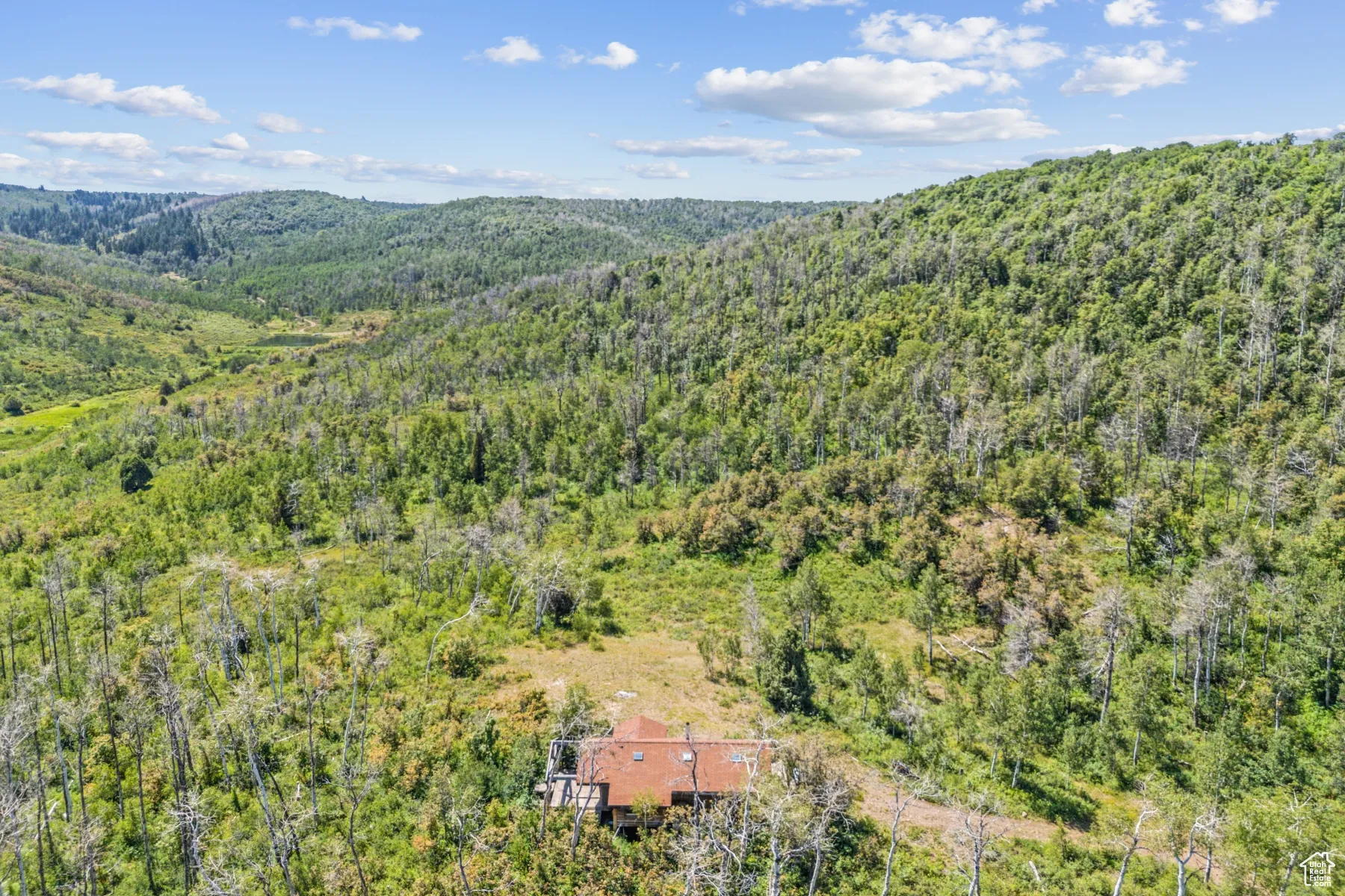Bird's eye view of a forest