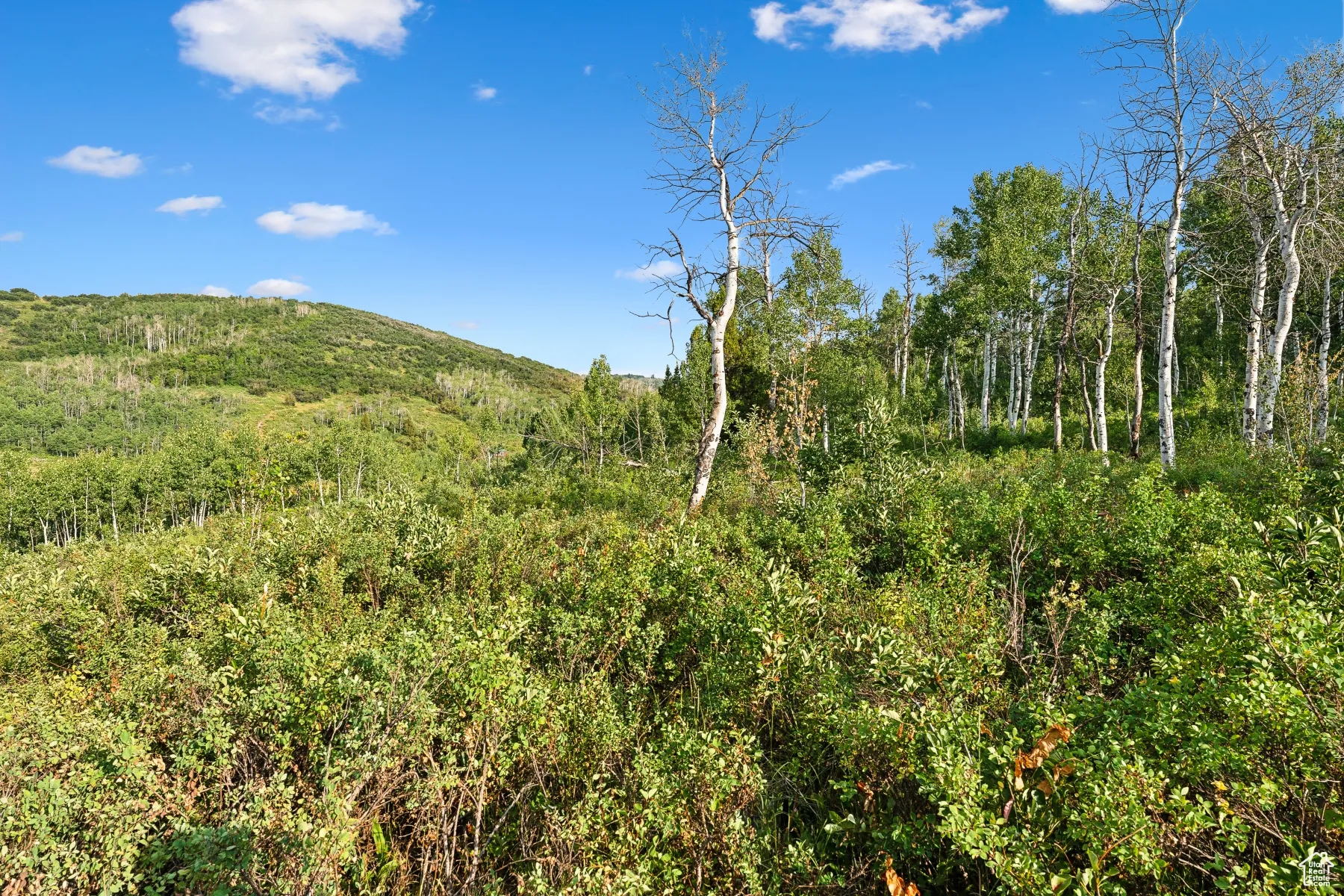 View of woods with a mountain view