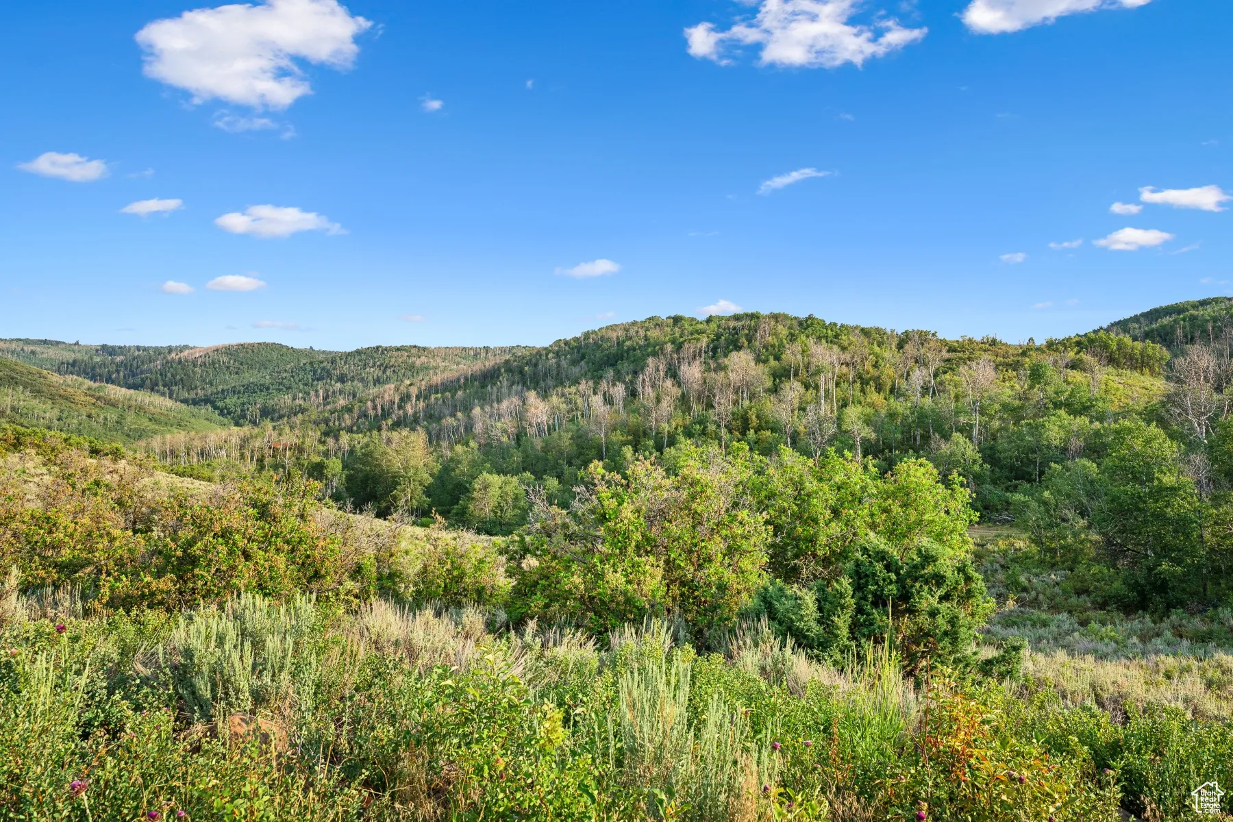 View of mountain backdrop with a forest