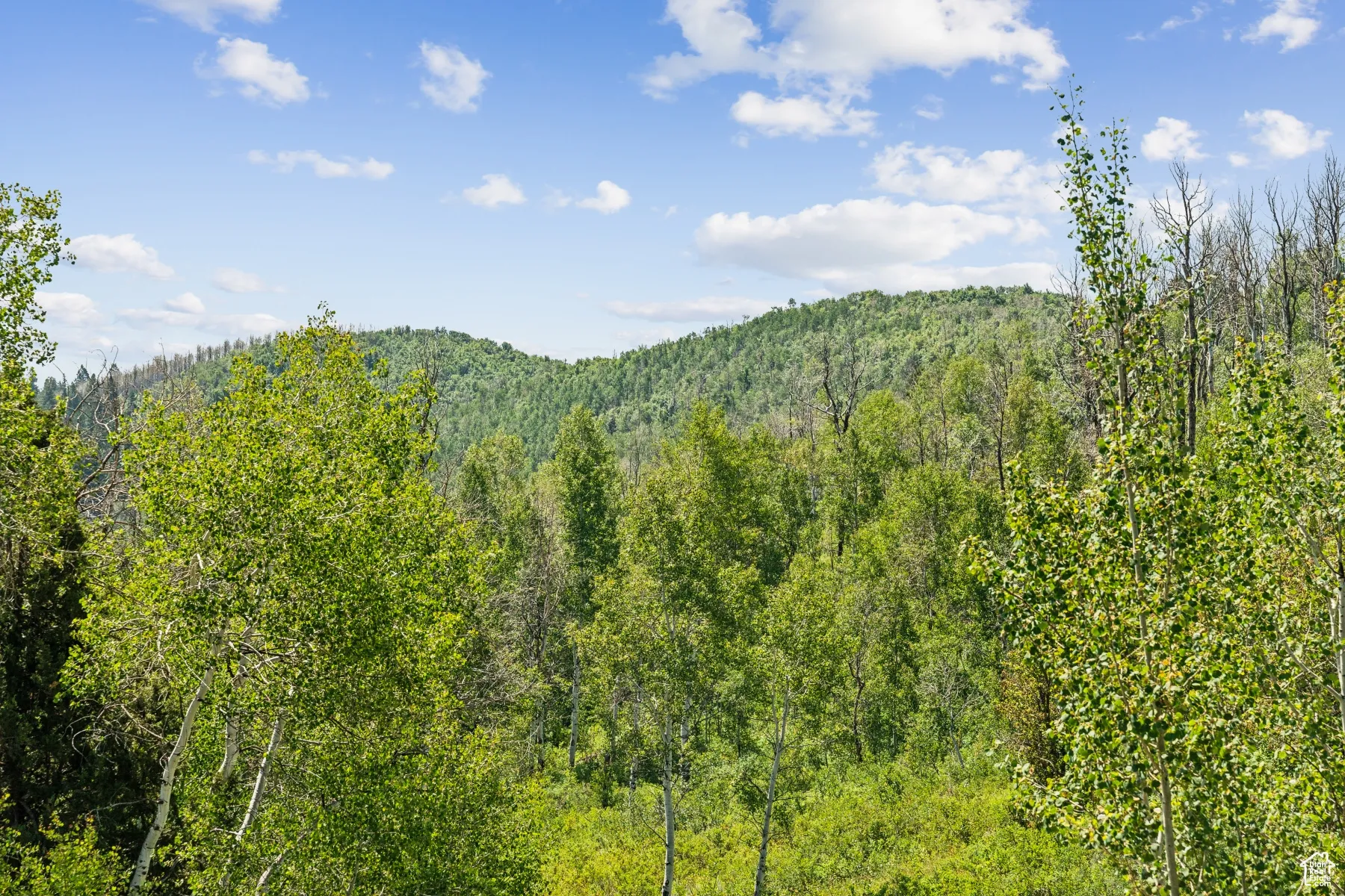 Mountain view featuring a forest