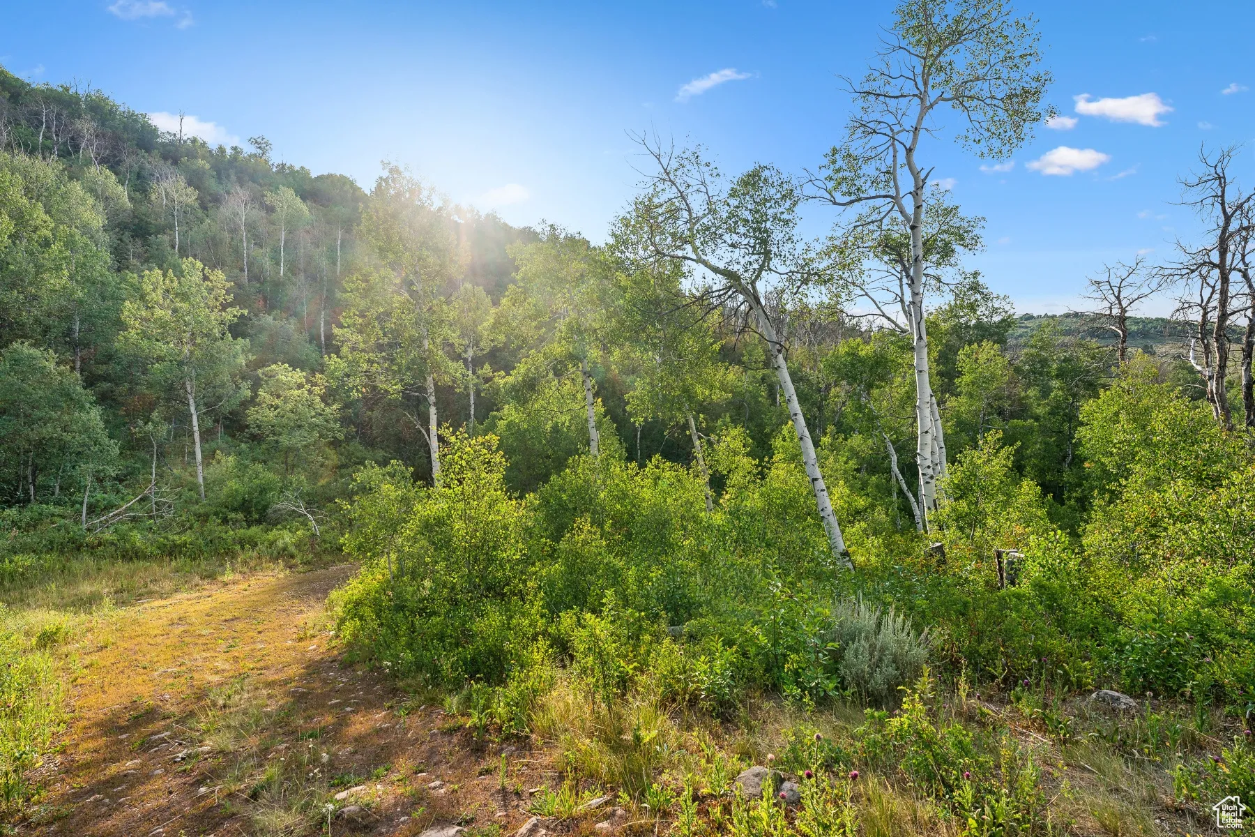 View of wooded area
