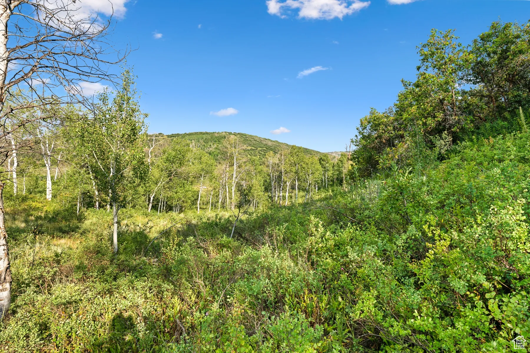 Mountain view featuring a heavily wooded area