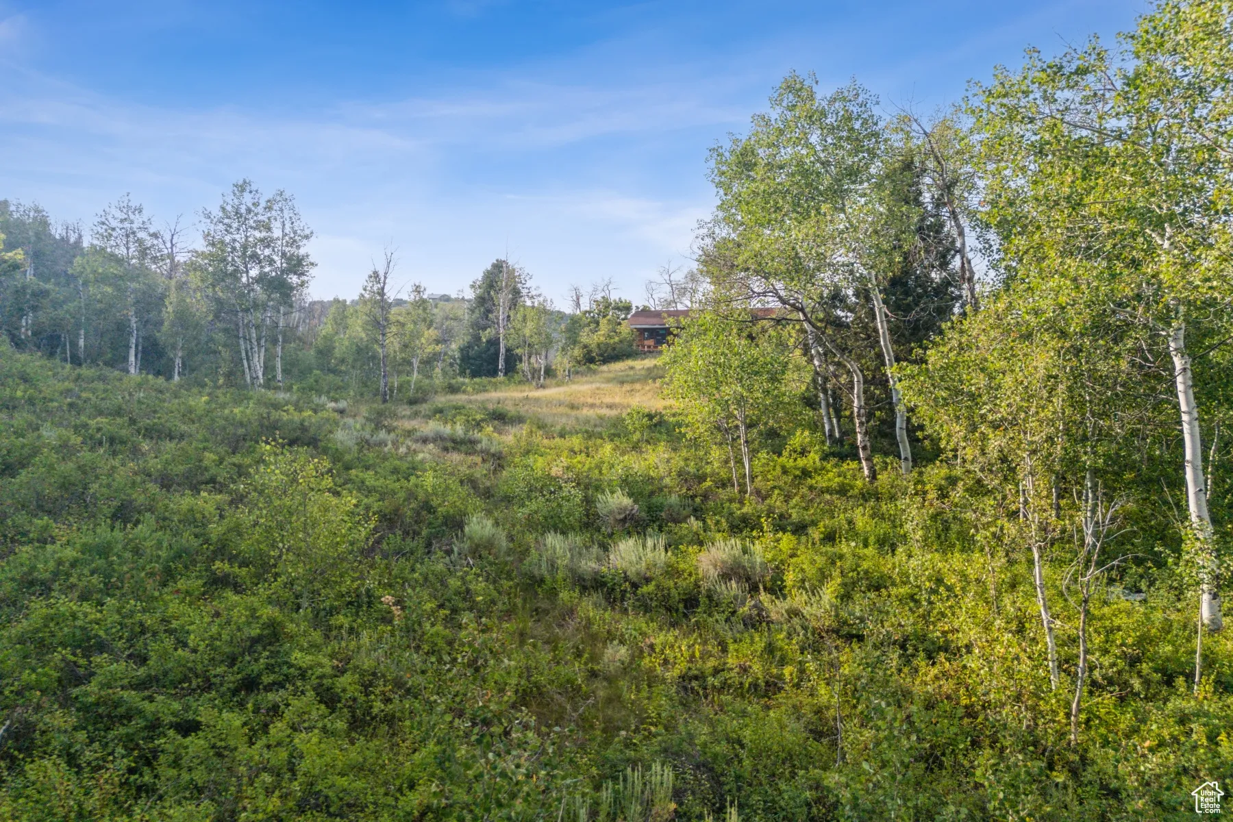 View of tree filled area