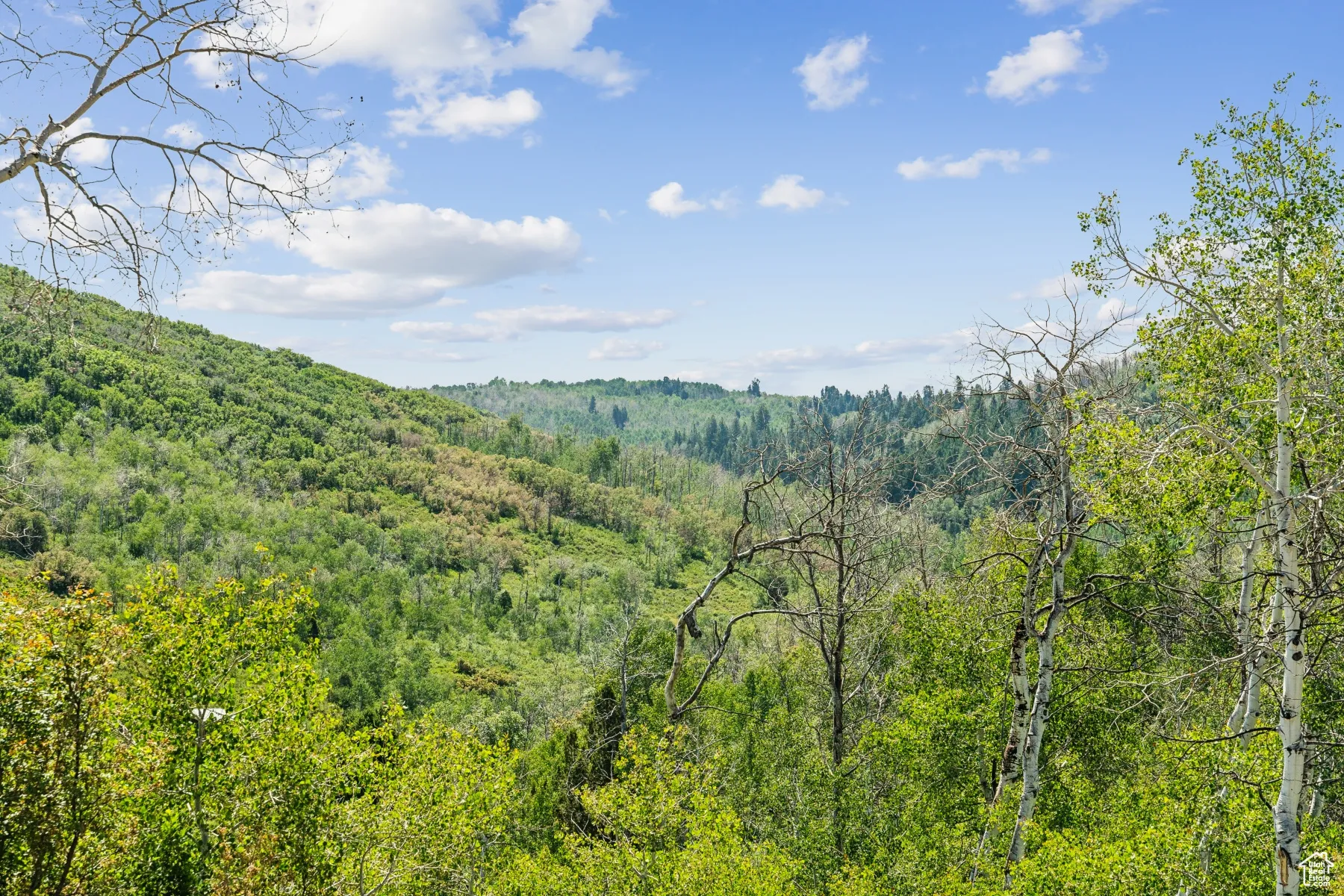 View of mountain background featuring a heavily wooded area