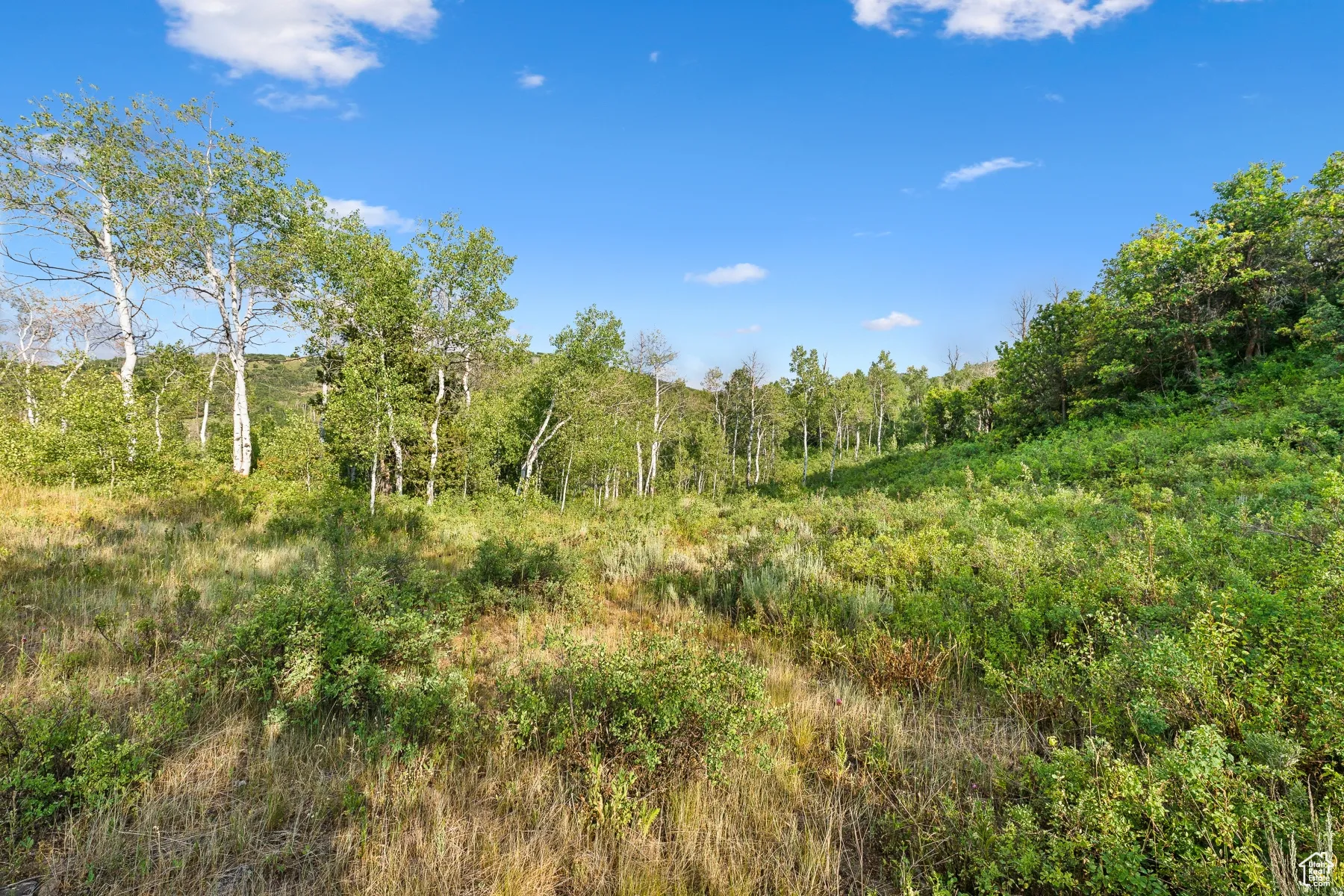 View of tree filled area