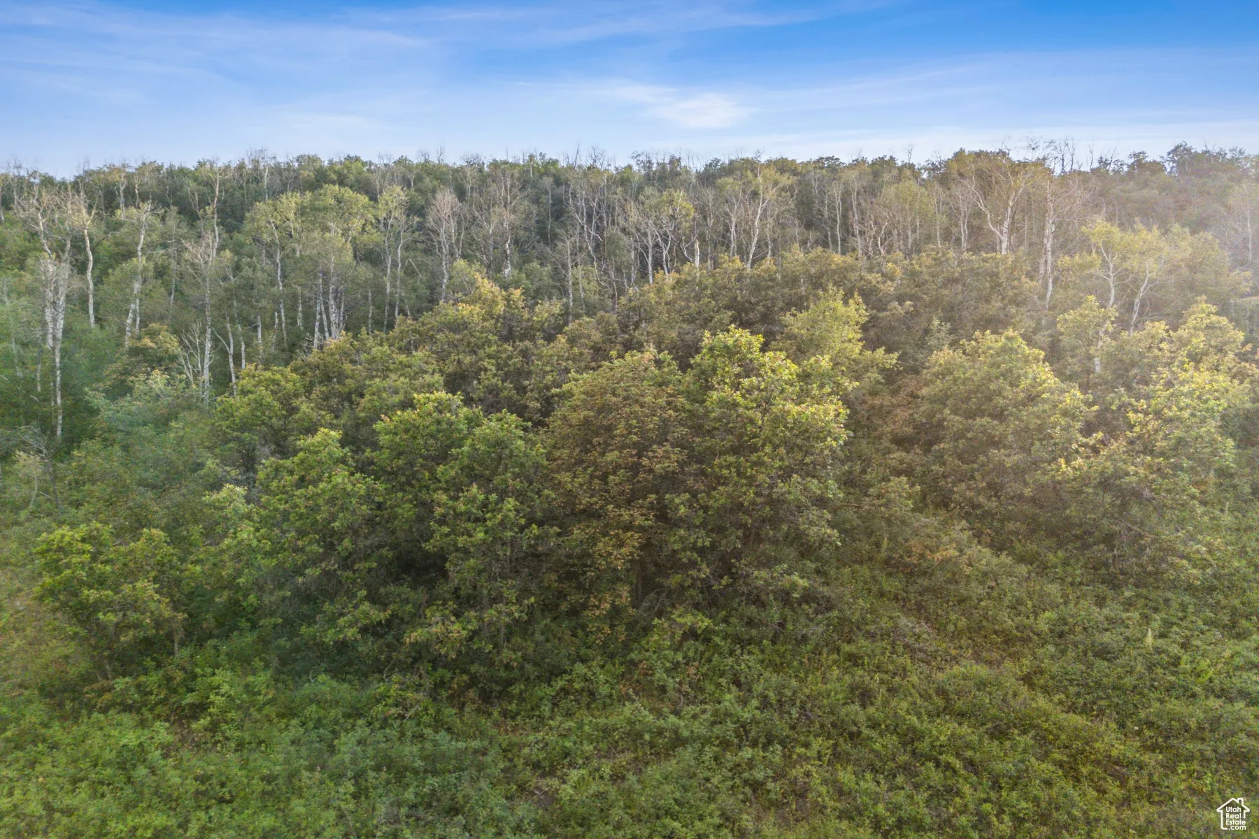 View of local wilderness