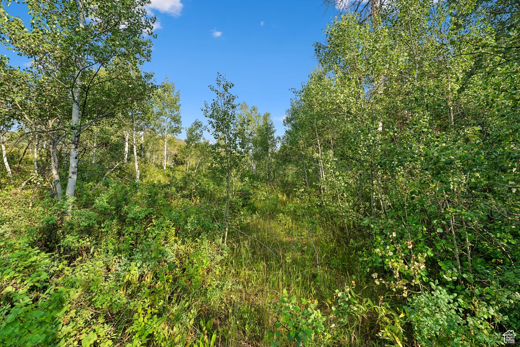 View of woods