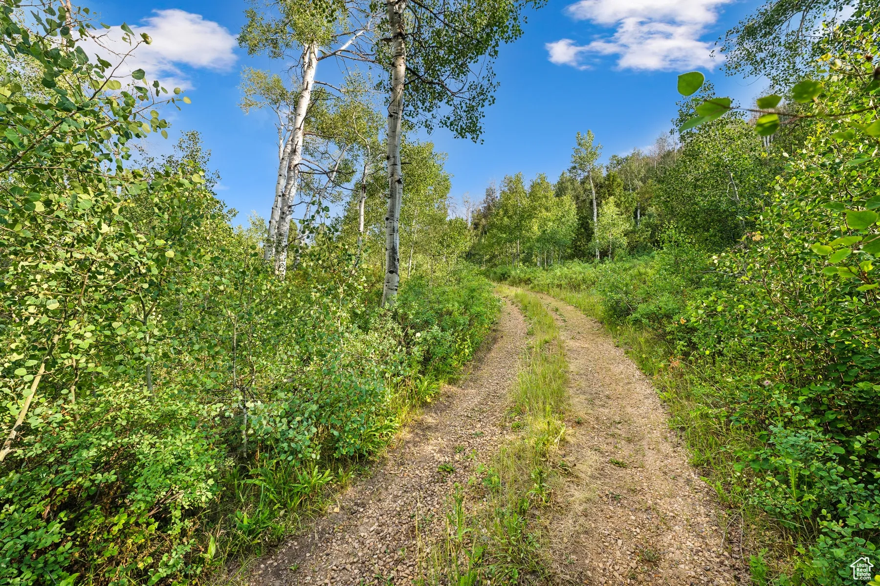 View of street with a wooded view