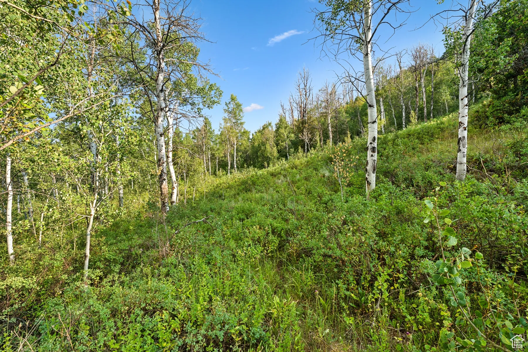 View of tree filled area