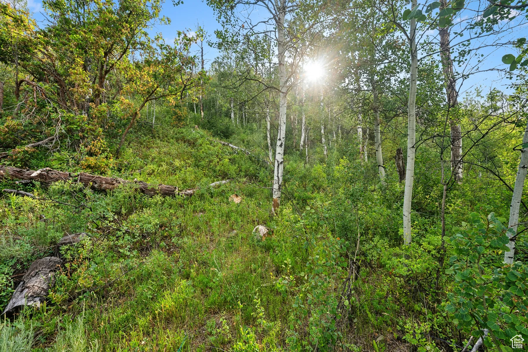 View of wooded area