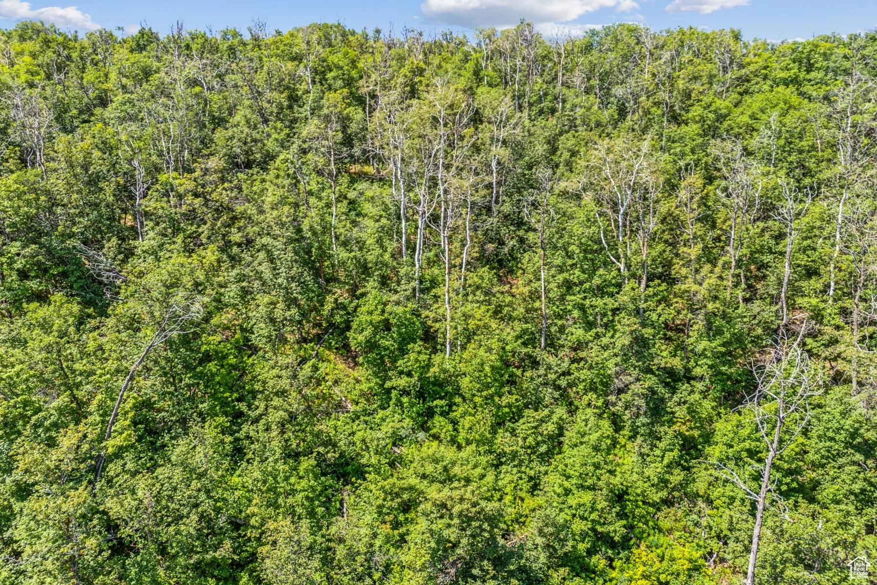 View of tree filled area