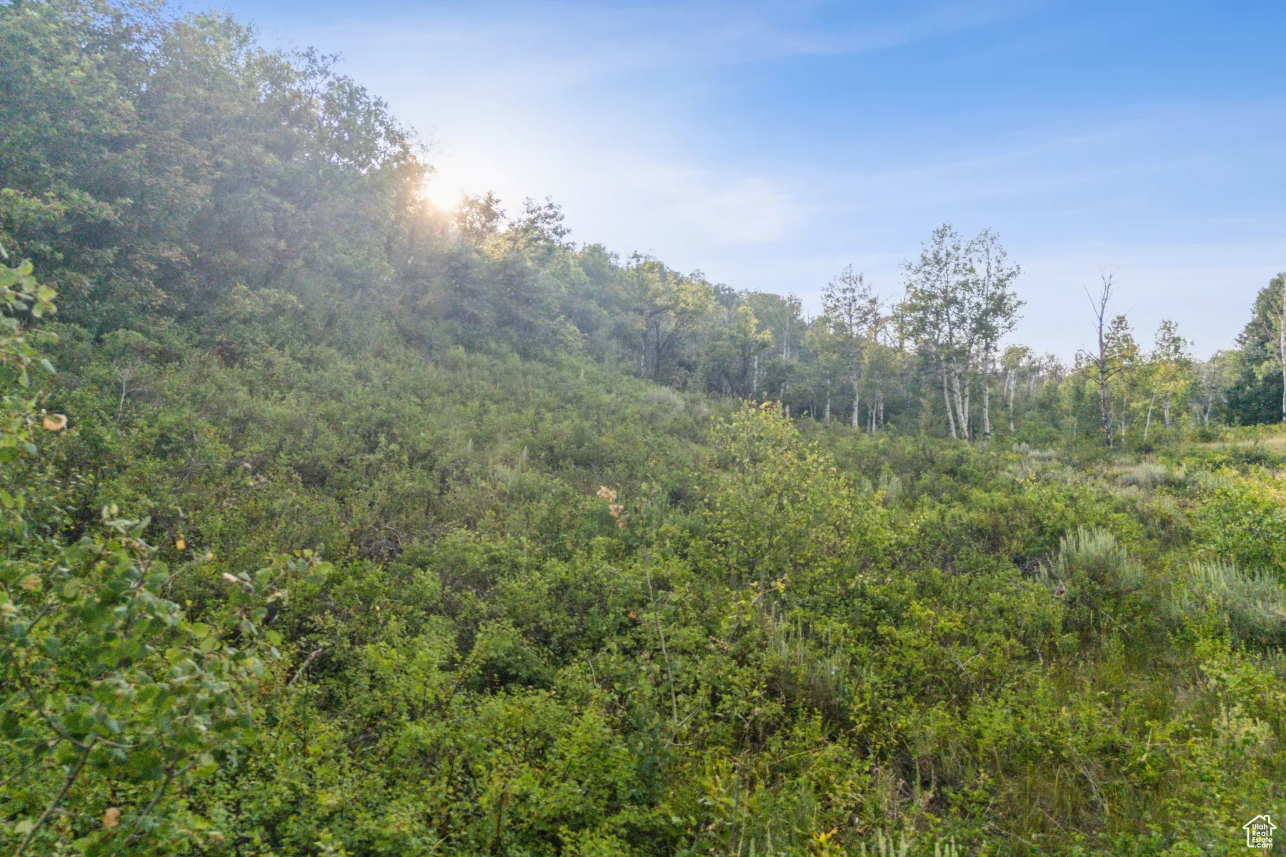 View of tree filled area