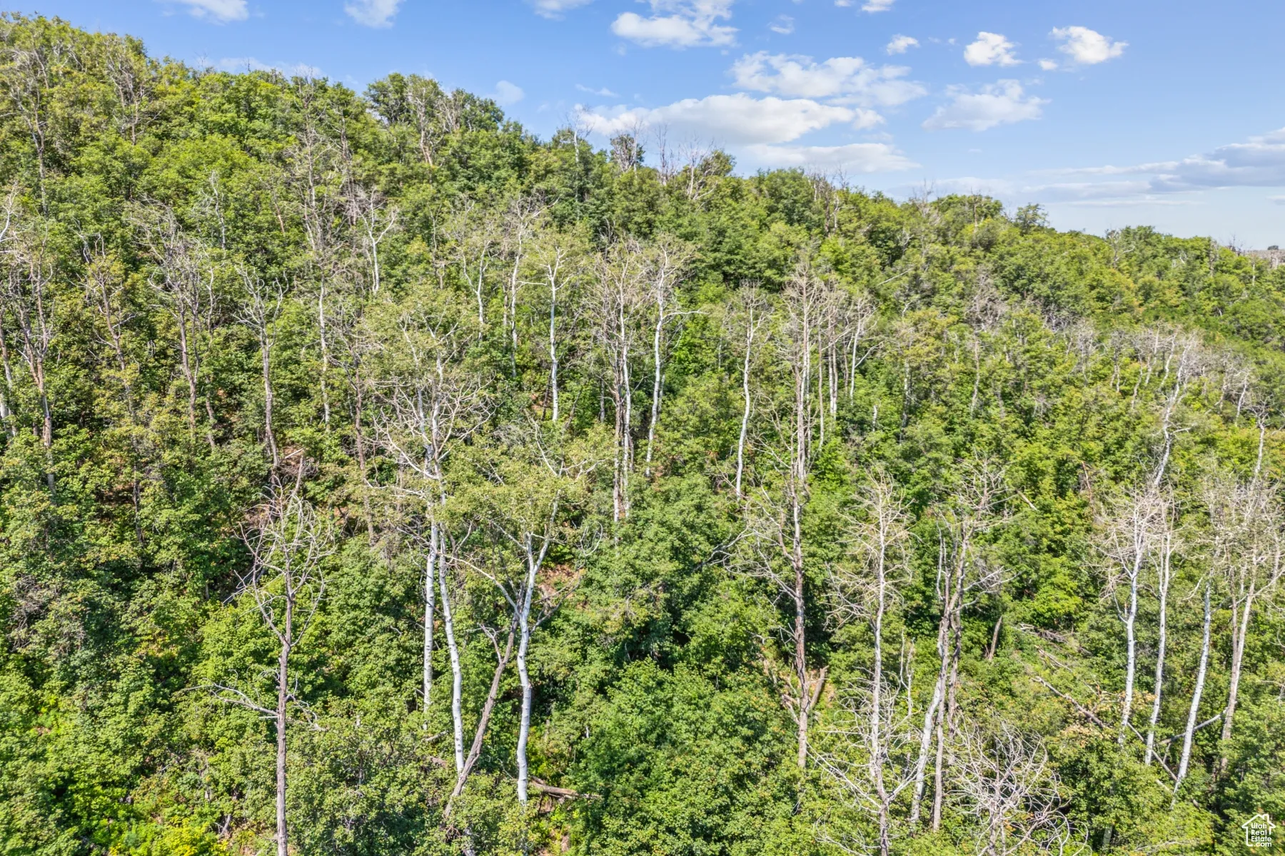 View of nature