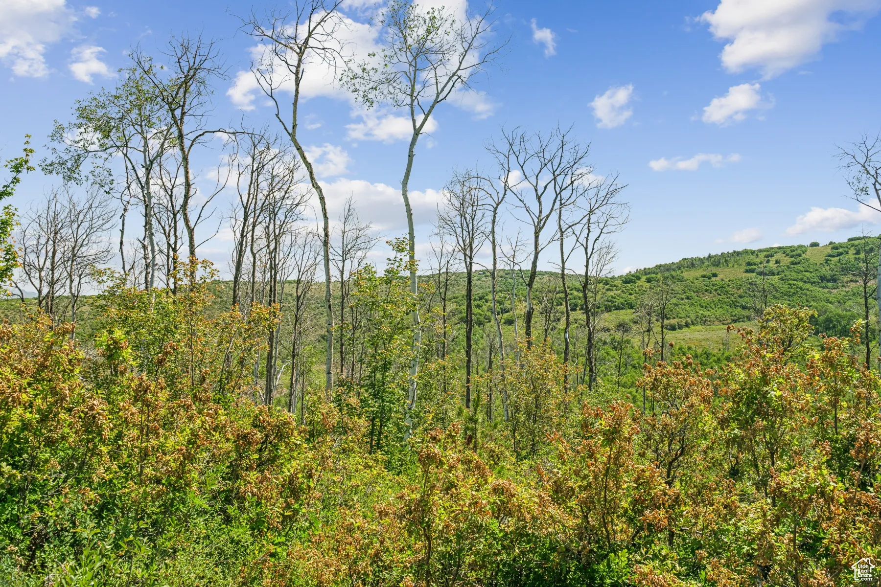 View of woods