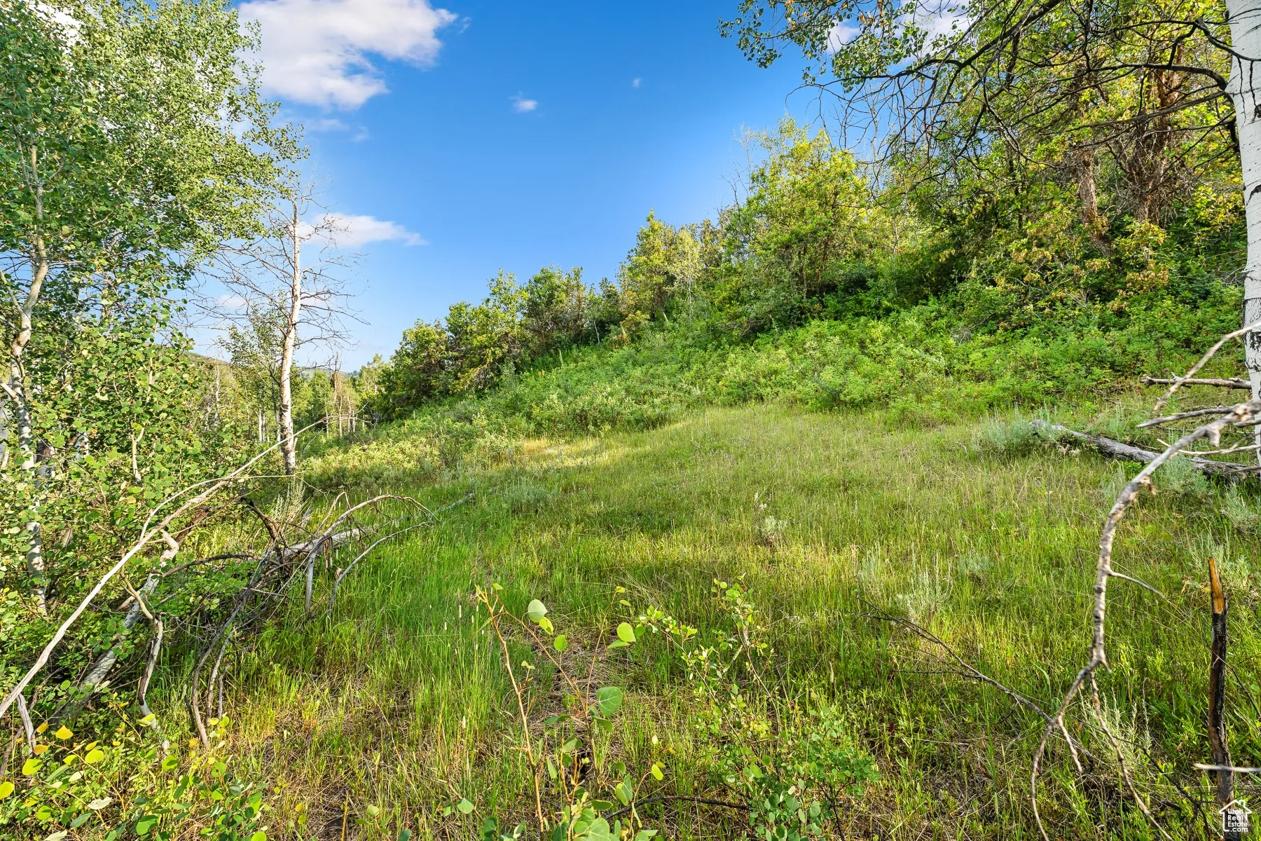 View of nature