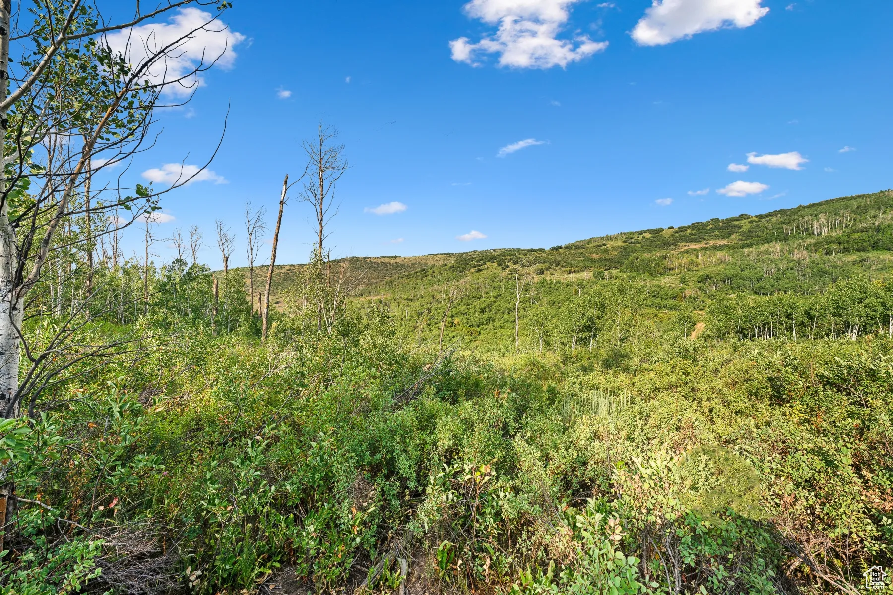 View of nature