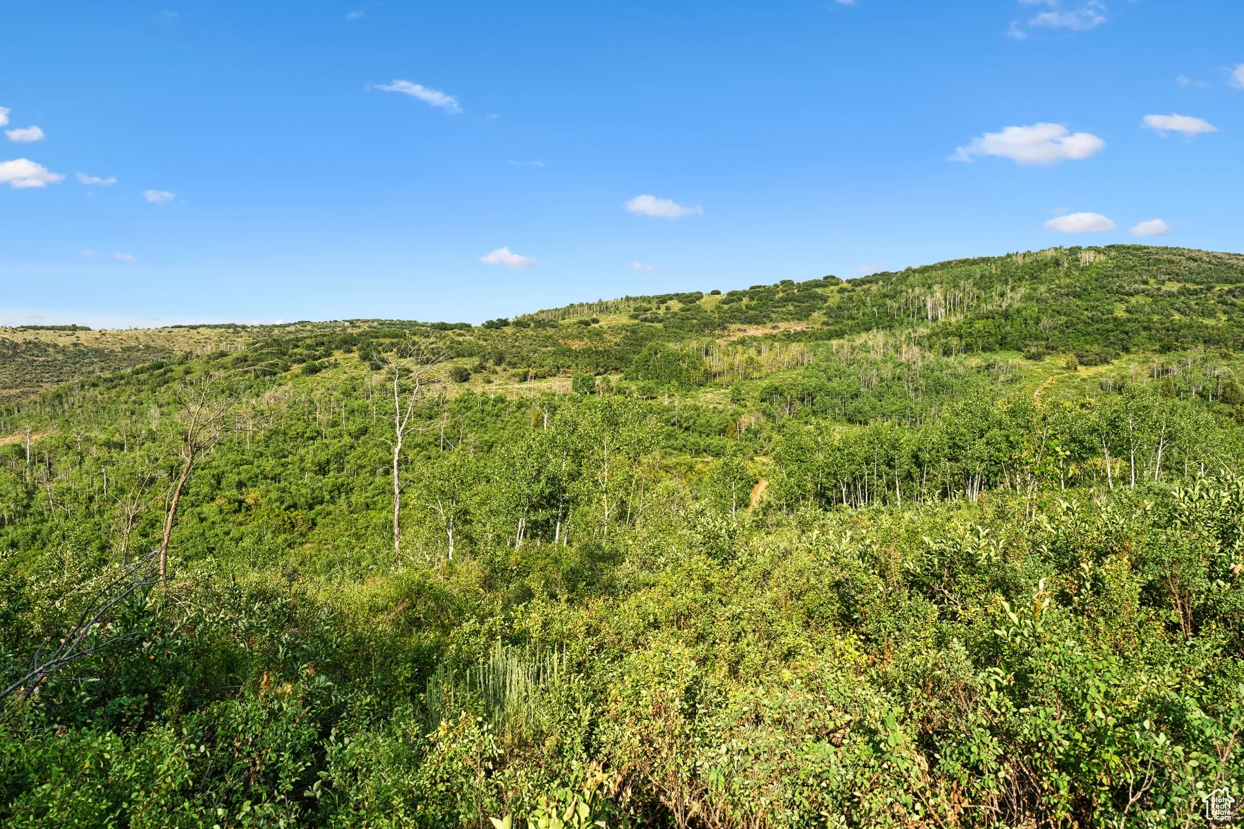 View of wooded area