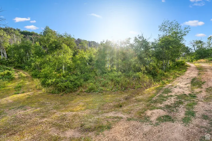 View of woods