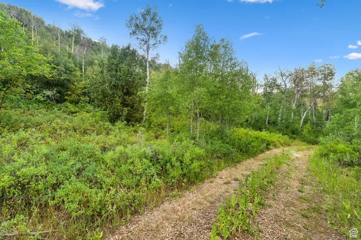 View of wooded area