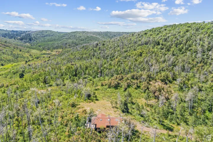 Bird's eye view of a forest