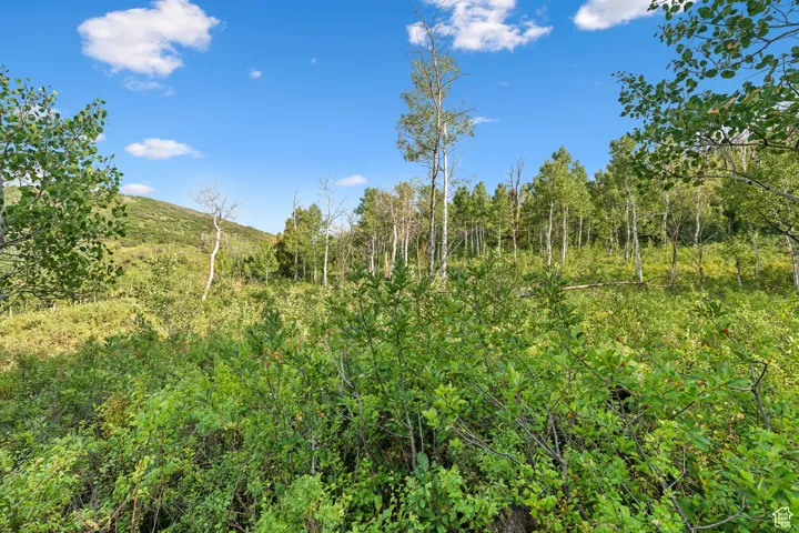 View of nature