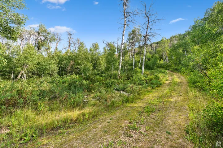 View of wooded area