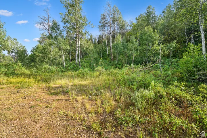 View of woods