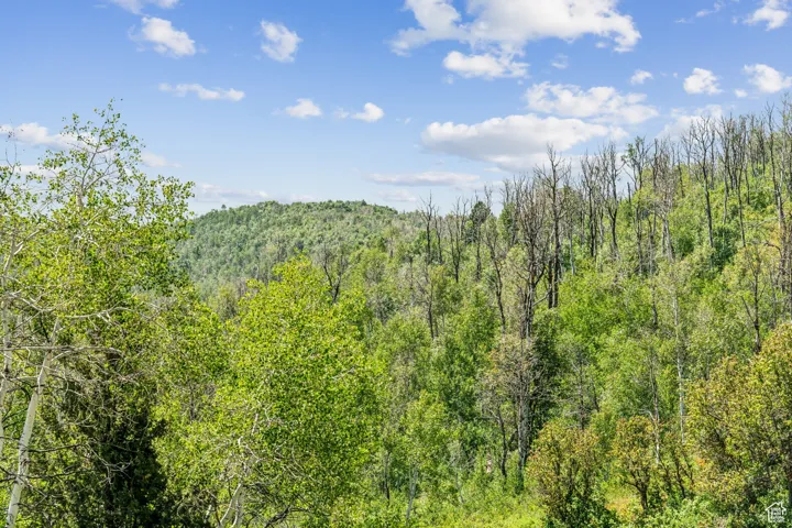 View of tree filled area