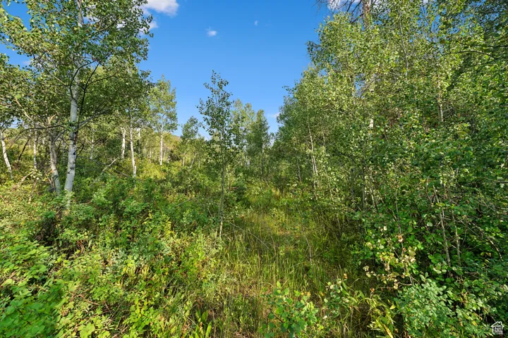 View of woods