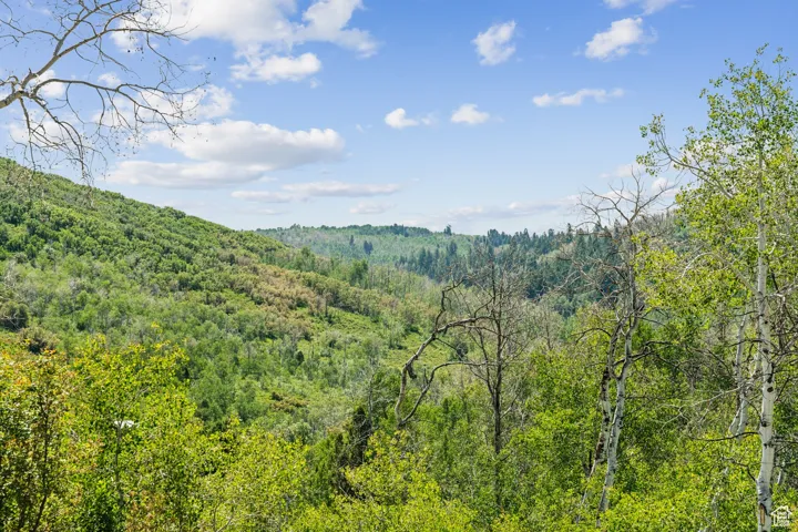 View of mountain background featuring a heavily wooded area