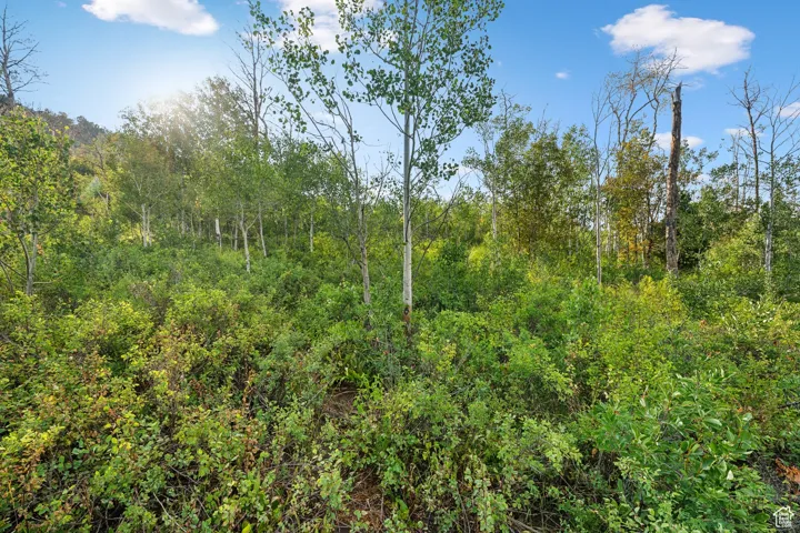 View of woods