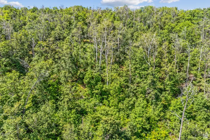 View of tree filled area