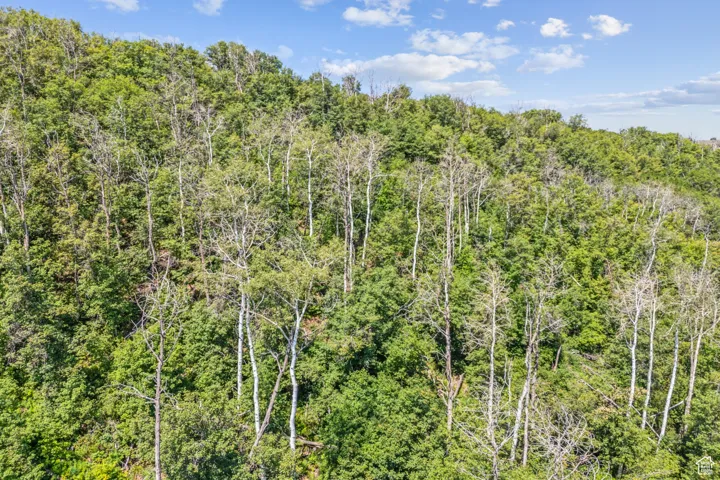 View of nature