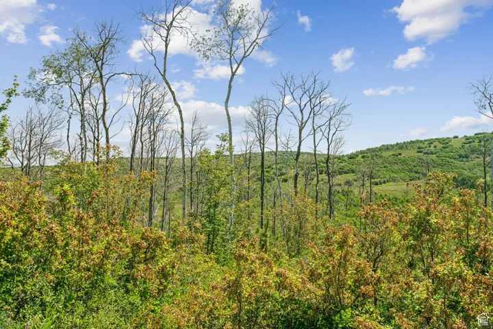 View of woods