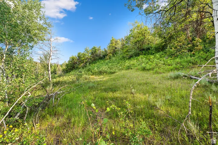 View of nature