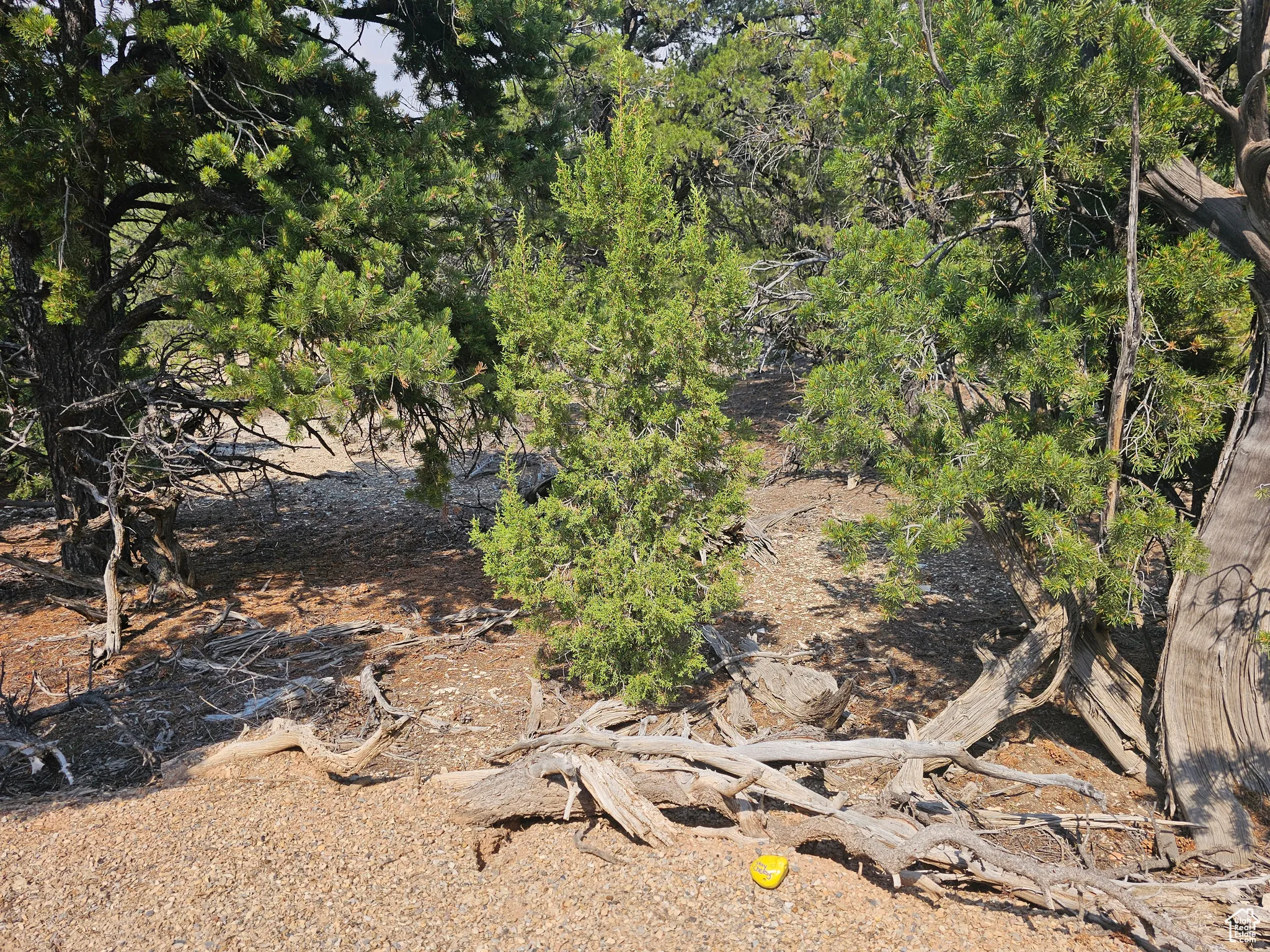 View of undeveloped land