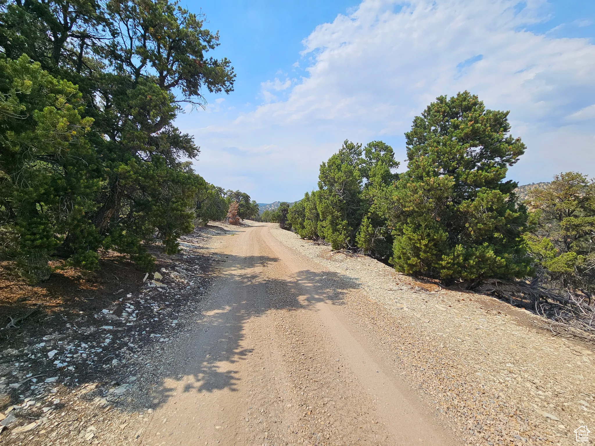 View of dirt / gravel road featuring a forest view