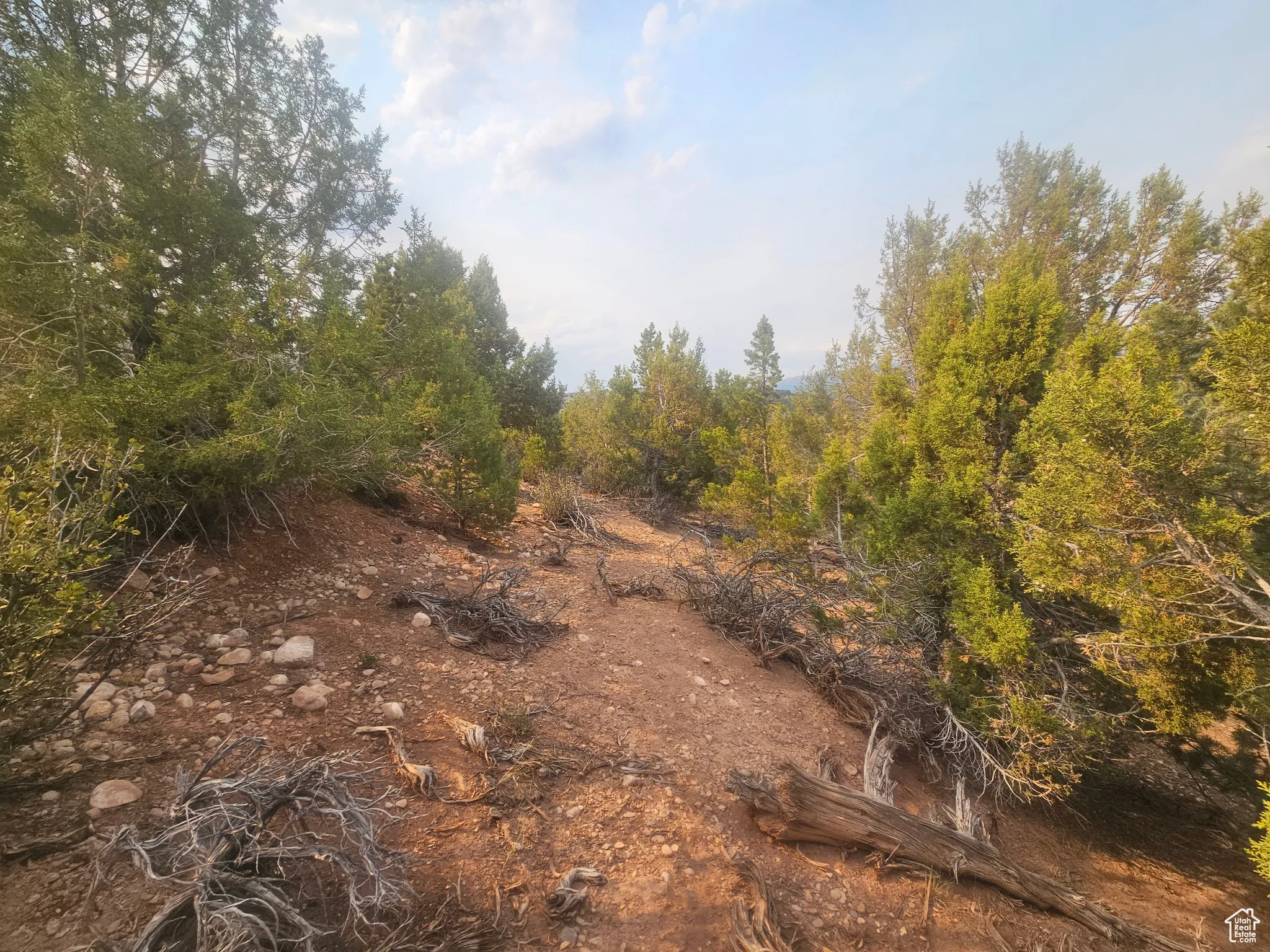 Beautiful Property Views - Nice Large Trees!