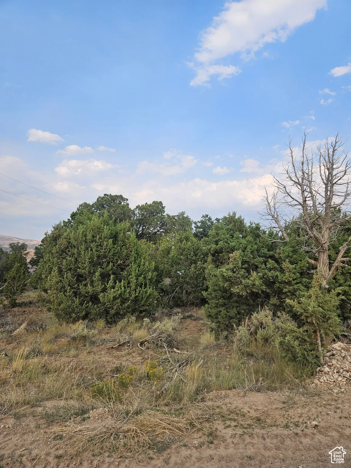 Beautiful Property Views - Nice Large Trees!