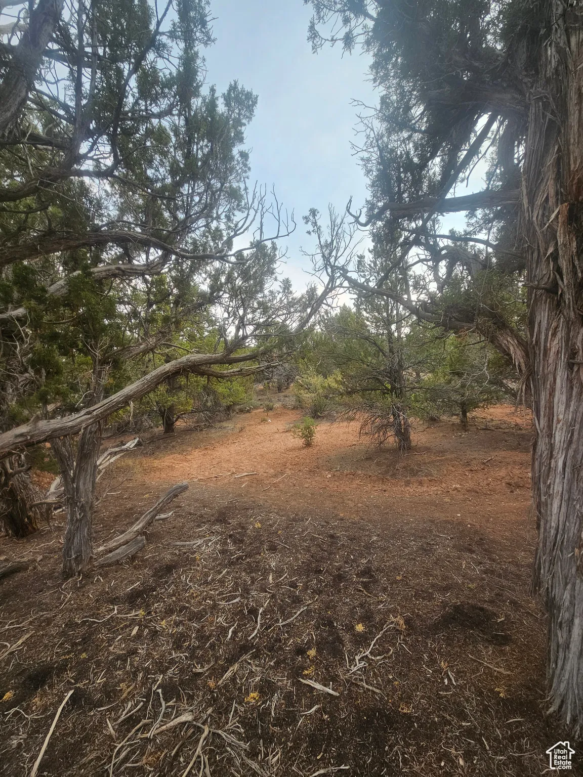 Beautiful Property Views - Nice Large Trees!