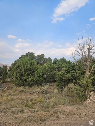Beautiful Property Views - Nice Large Trees!